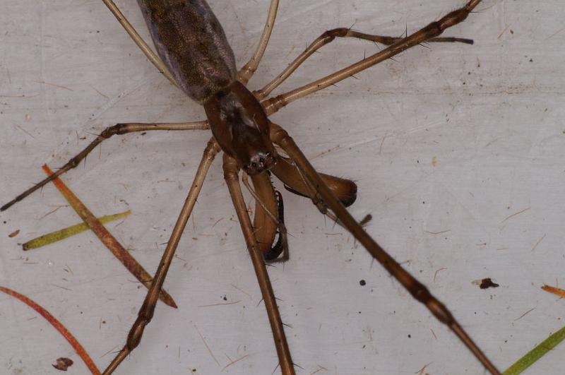 Tetragnatha_bituberculata_D7905_D_88_North Stradbroke island_Australie.jpg